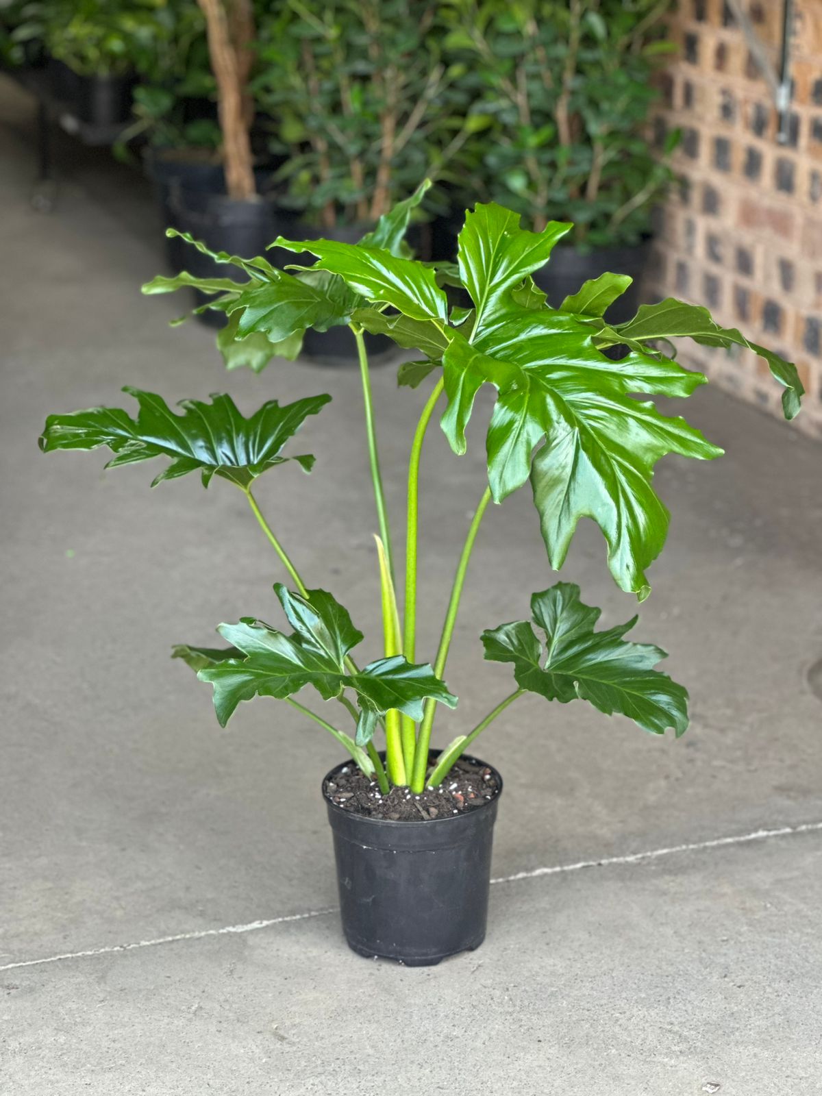 Medium Philodendron Selloum - Botanical Heaven