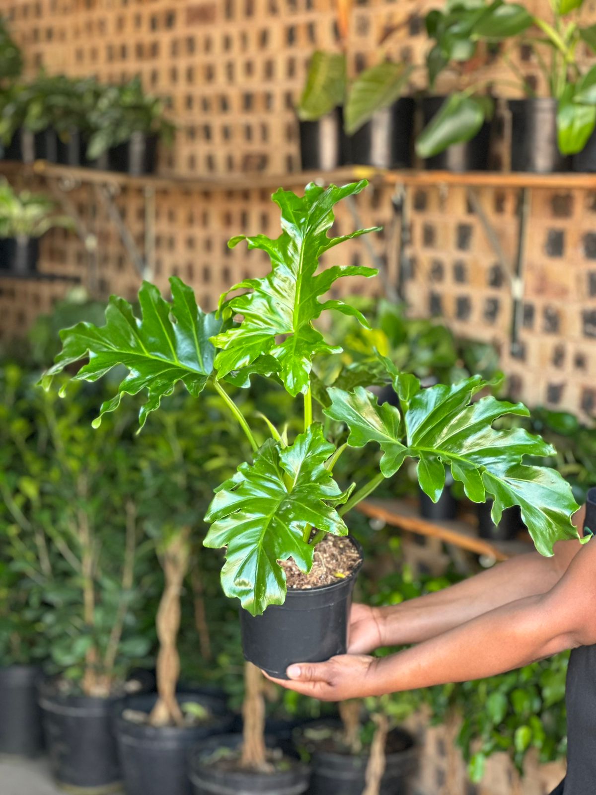 Medium Philodendron Selloum Medium Philodendron Selloum - Botanical Heaven