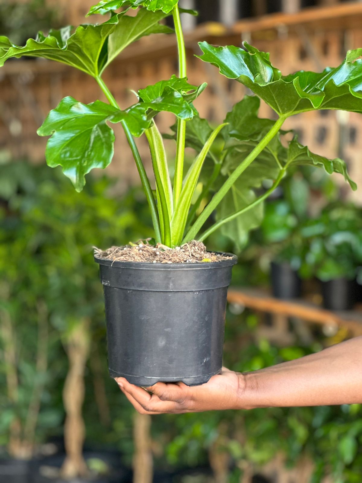 Medium Philodendron Selloum Medium Philodendron Selloum - Botanical Heaven