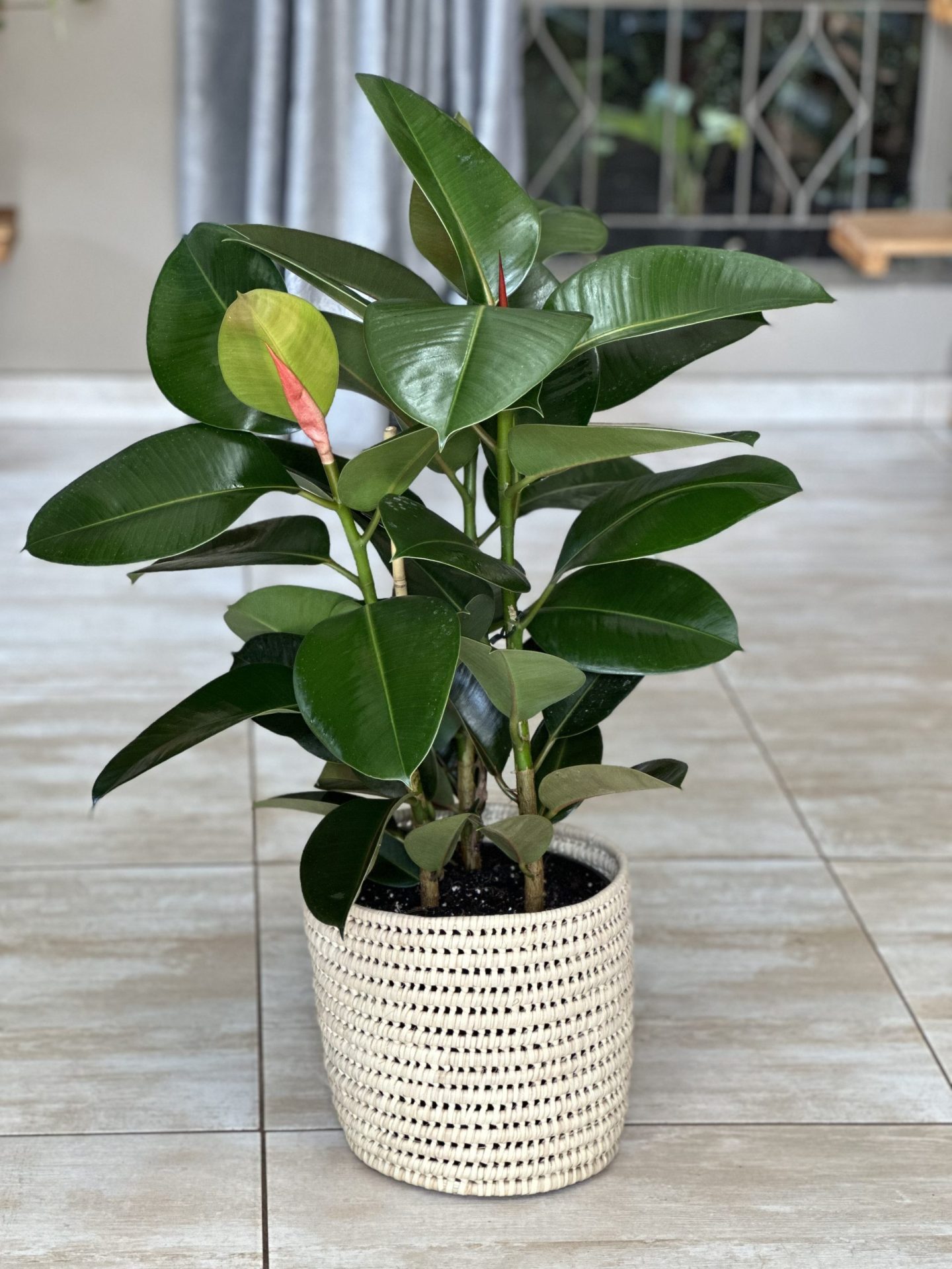 Large Rubber Plant Robusta With Basket - Botanical Heaven