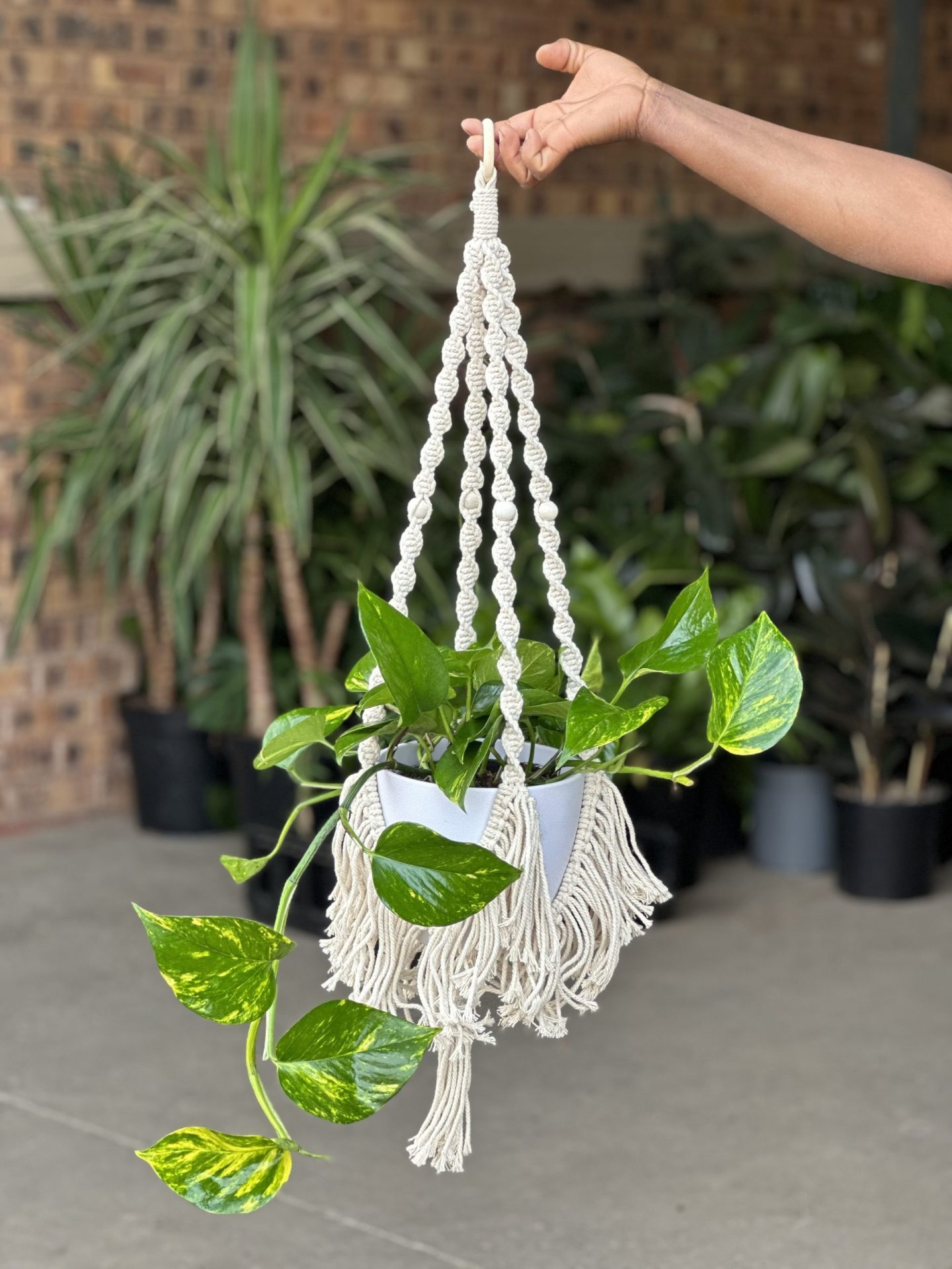 Macrame Plant Hanger 4 - Botanical Heaven