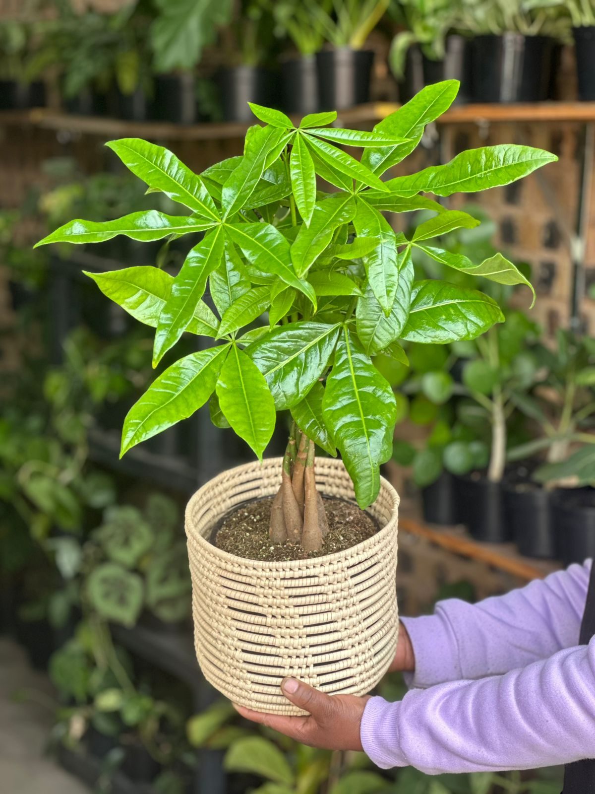 Medium Money Tree With a Basket - Botanical Heaven