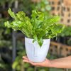 Small Crocodile Fern With Decorative Pot