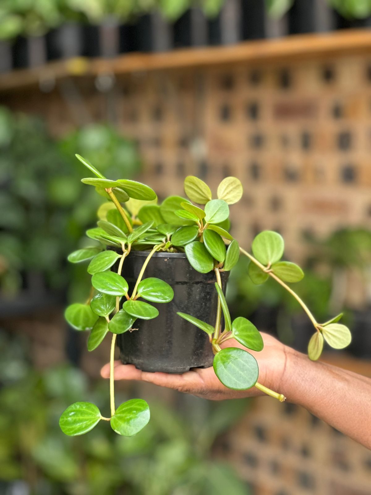XSmall Peperomia Hope - Botanical Heaven