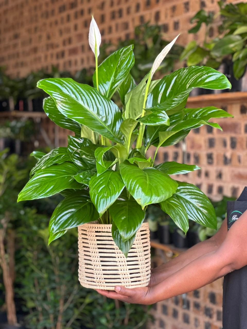 Medium Peace Lily With a Basket - Botanical Heaven