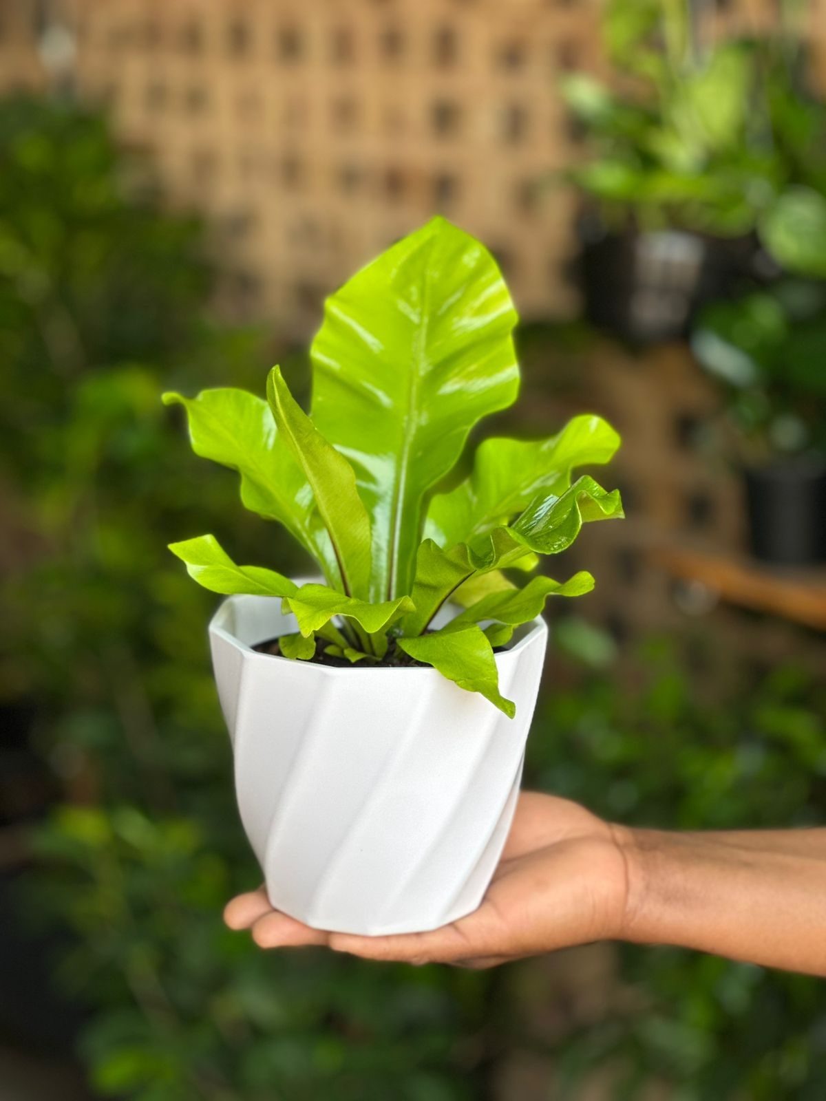 XS Bird’s Nest Fern Nidus With Decorative Pot - Botanical Heaven
