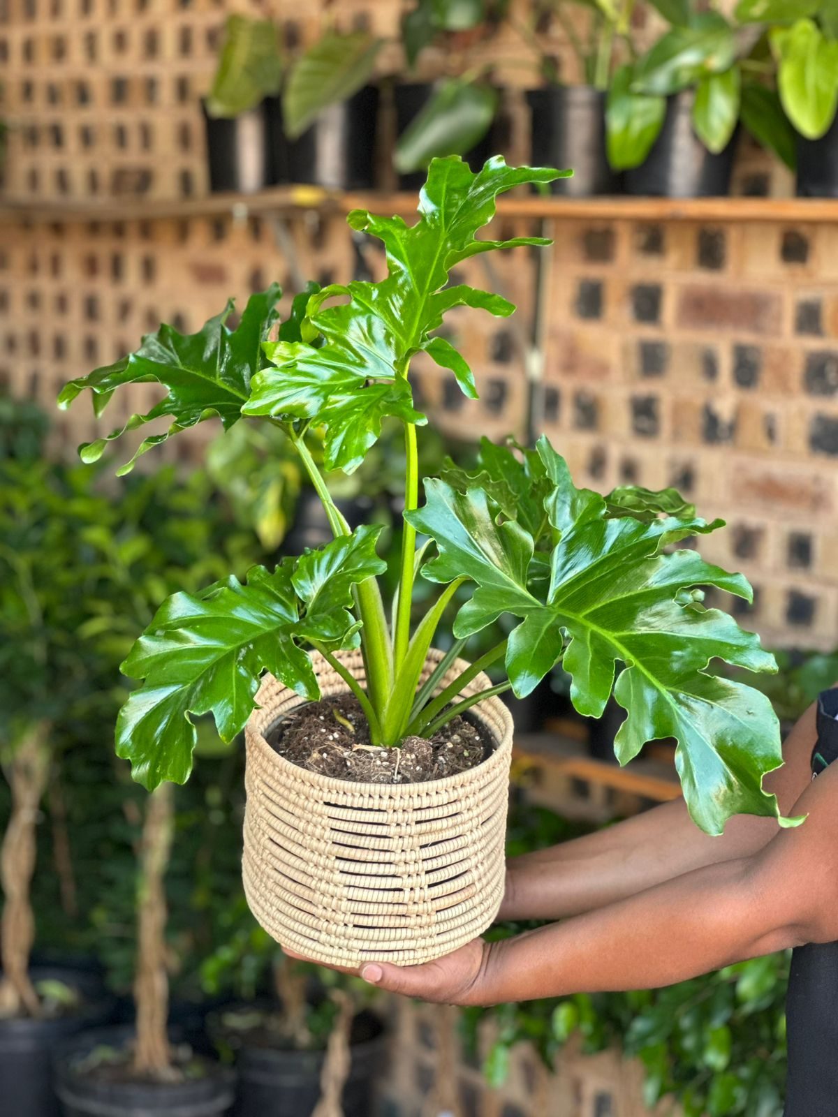 Medium Philodendron Selloum With Basket - Botanical Heaven