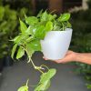 Small Heart Leaf Philodendron With Decorative Pot