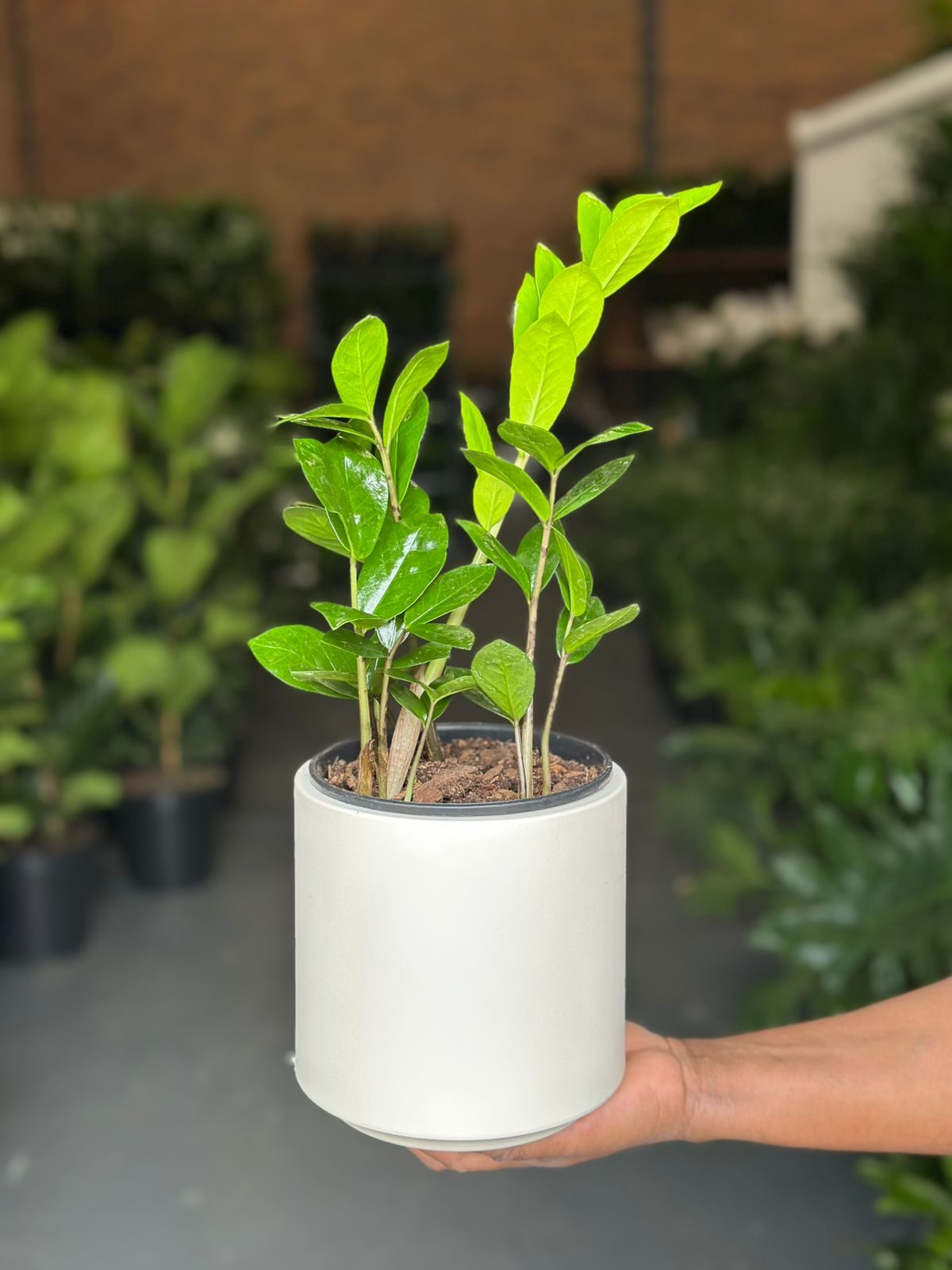 Small ZZ Plant with Decorative Pot - Botanical Heaven