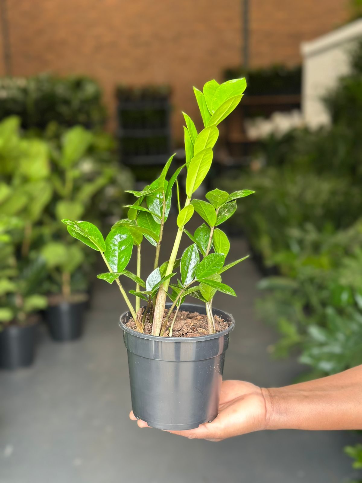 Small ZZ Plant - Botanical Heaven