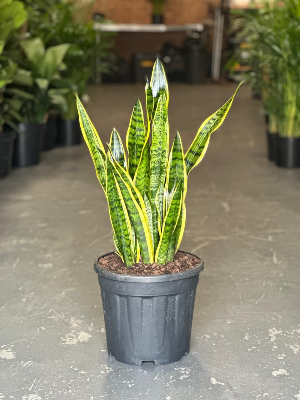 XL Snake Plant Laurentii - Botanical Heaven