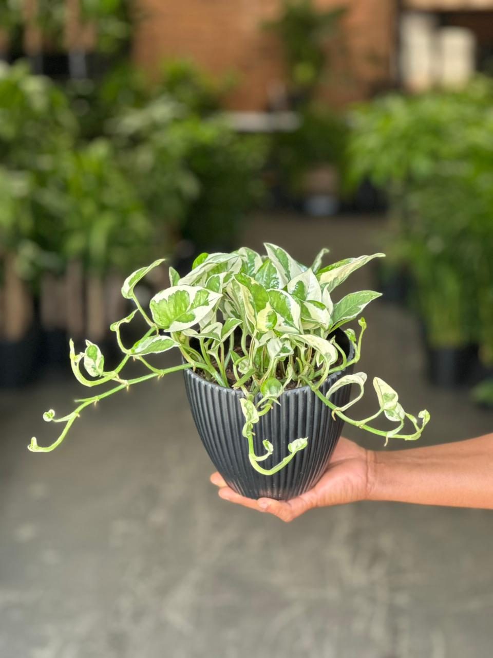 Small Pothos N’Joy With Decorative Pot - Botanical Heaven